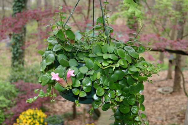 http://www.cloudjungle.com/CloudJungle/Gesneriaceae/Aeschynanthus/Aeschynanthus Thai Pink.jpg